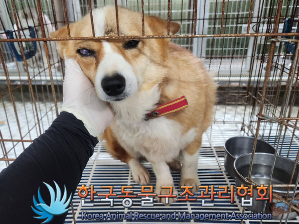한국동물구조관리협회_441560202301366